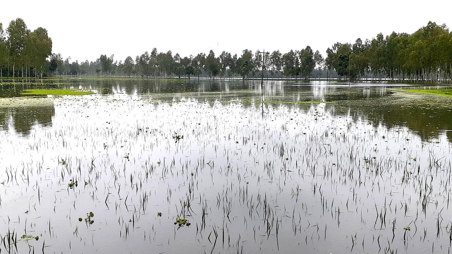 নাগেশ্বরীতে ছোট বন্যায় বড় ক্ষতির আশঙ্কা