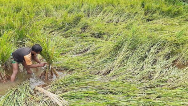 টানা বৃষ্টিতে পাকা আমন ধানের ব্যাপক ক্ষতি