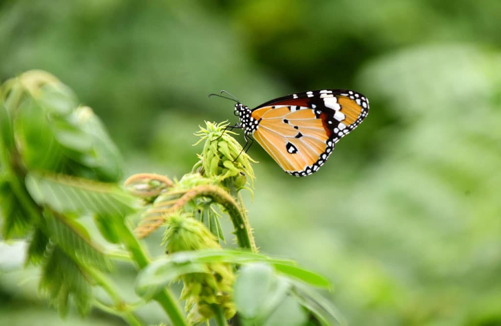 দিনের ছবি (১২ আগস্ট, ২০২৪)