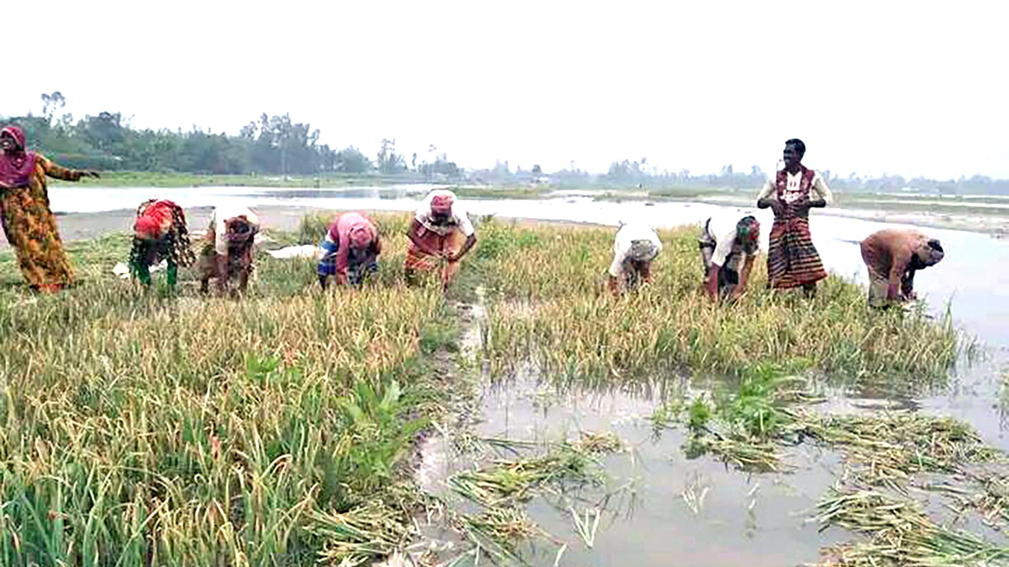 তিস্তা নদীতে হঠাৎ পানি বৃদ্ধি