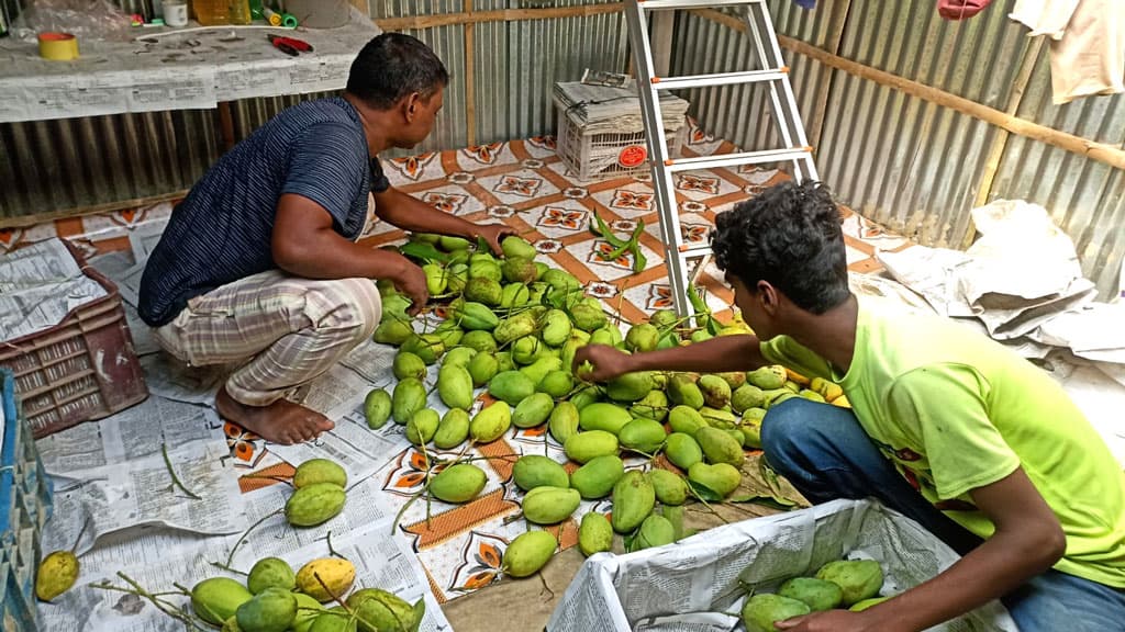 সিরাজুলের বারোমাসি আম