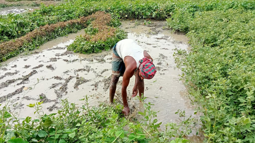 বৃষ্টির পানিতে পচে যাচ্ছে বাদাম, দিশেহারা চাষি