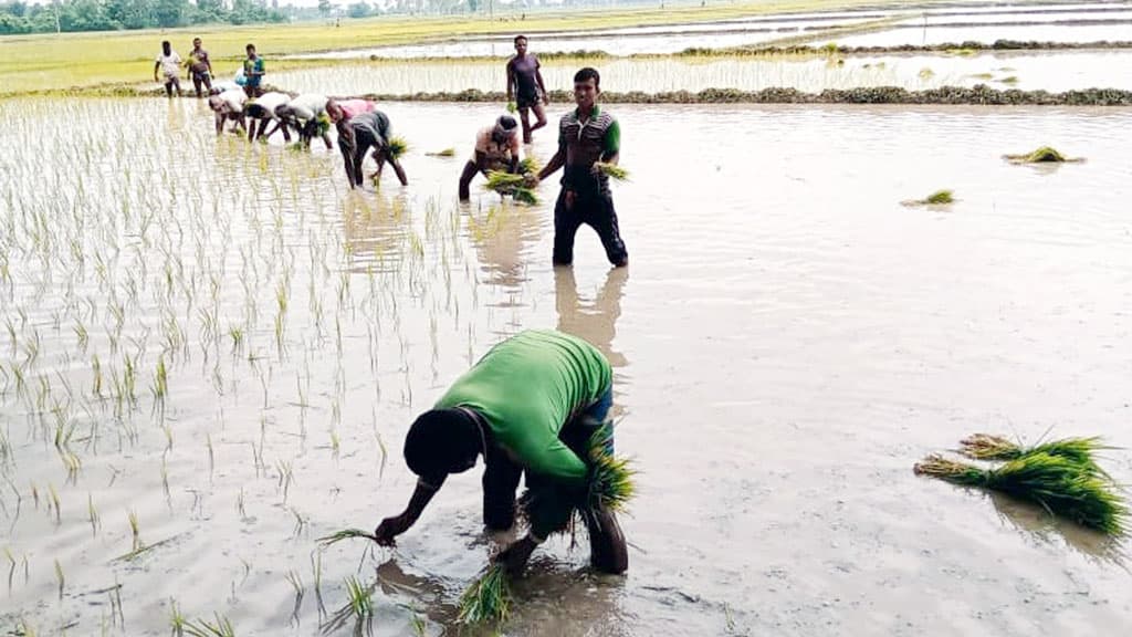 টানা খরার পর কাঙ্ক্ষিত বৃষ্টি, আমনের চারা রোপণে ব্যস্ত কৃষক 