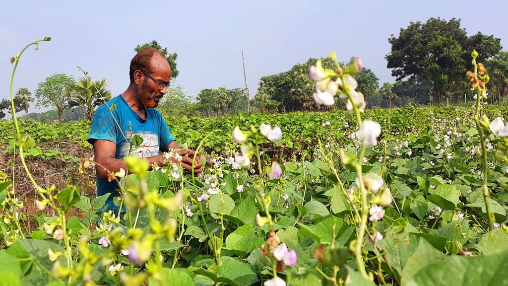 শিমের ফলনে কৃষকের হাসি