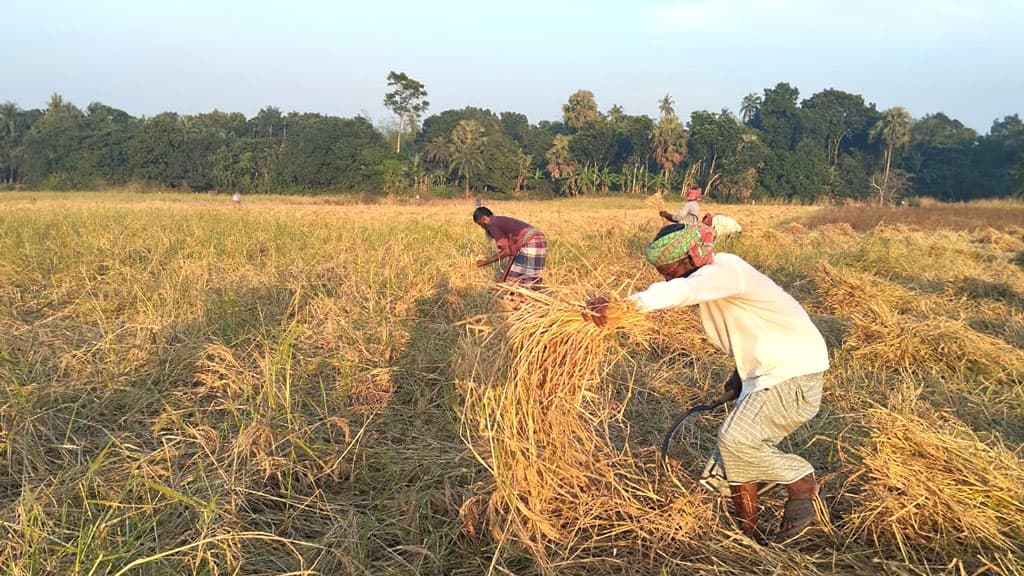 নবান্নে হাসি নেই হরিরামপুরের আমনচাষিদের