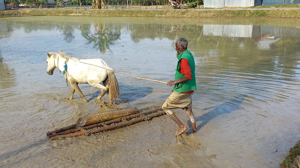 কদর বেড়েছে ‘সুন্দরীর’