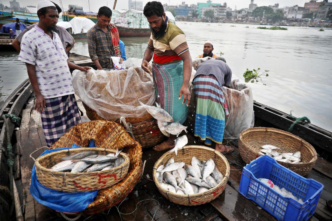 কয়েক ঘণ্টায় এত ইলিশ কীভাবে এল