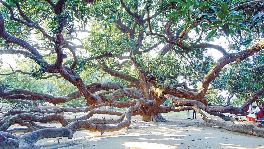 দুই শতকের সূর্যপুরী আমগাছ