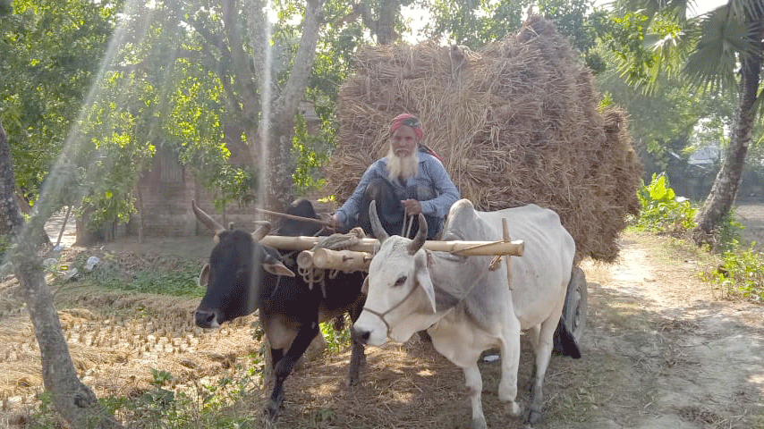 ধানের চেয়ে খড়ের দাম দ্বিগুণ