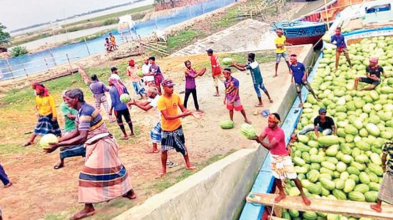 দাকোপে তরমুজের ভালো ফলনে খুশি চাষিরা