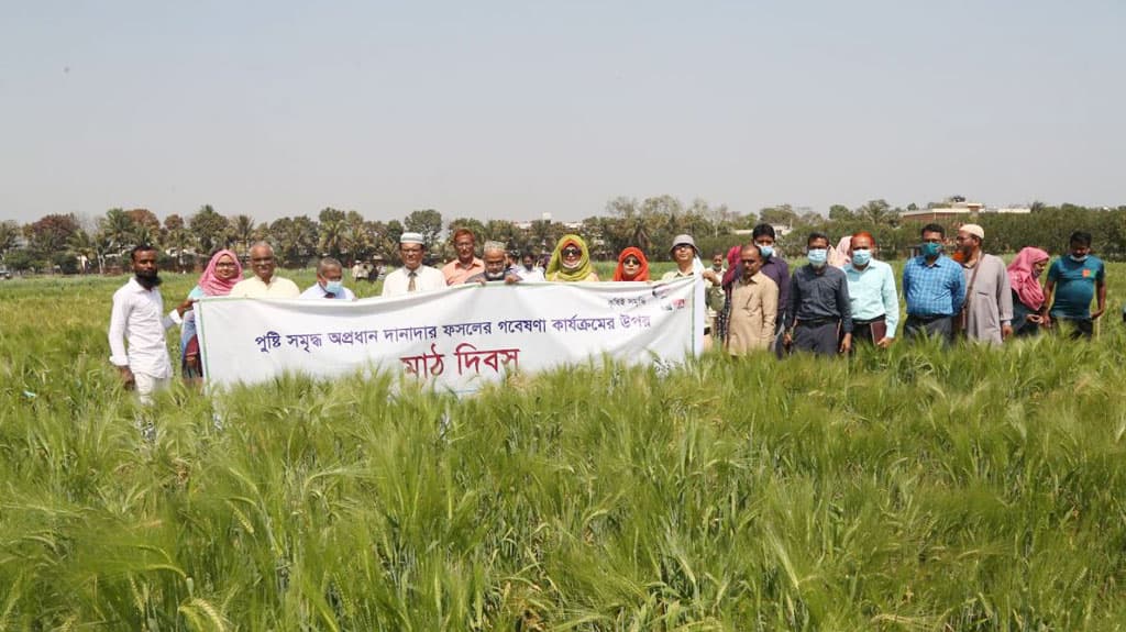 দানাদার ফসল নিয়ে গবেষণা করছে বারি