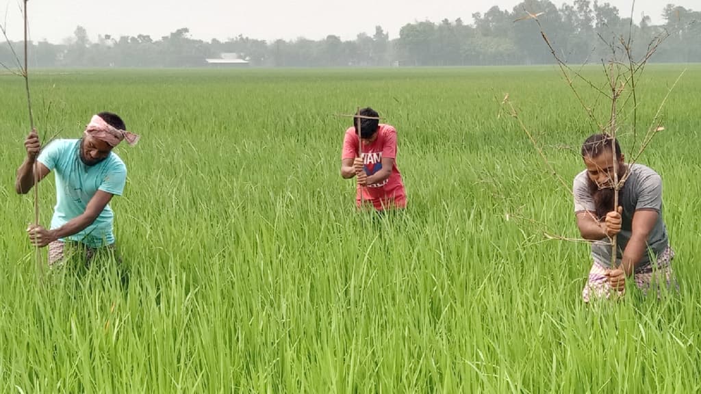 ধানের পোকা দমনে ‘পার্চিং পদ্ধতি’র জনপ্রিয়তা বাড়ছে