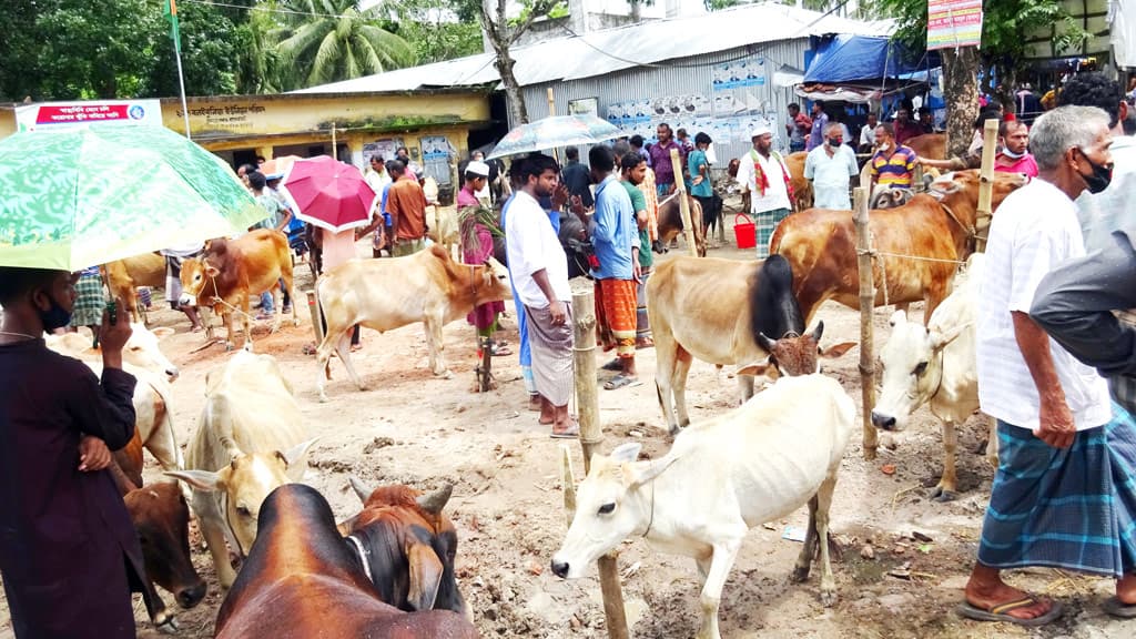 মোরেলগঞ্জে প্রস্তুত সাড়ে ৫ হাজার পশু, তবে ক্রেতাশূন্য হাট