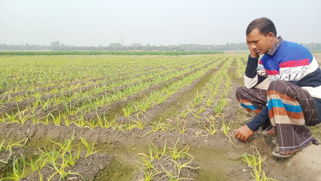 ঘাসমারা ওষুধ ছিটিয়ে কৃষকের স্বপ্ন ভাঙল দুর্বৃত্তরা