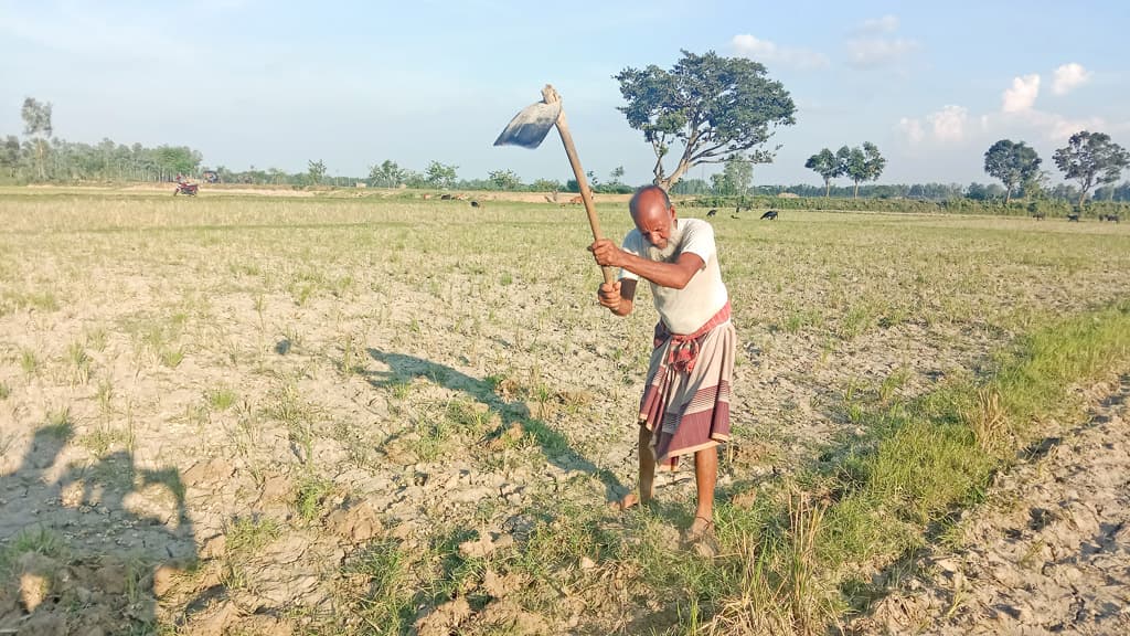 অনাবৃষ্টি বাড়াবে আমন চাষে খরচ