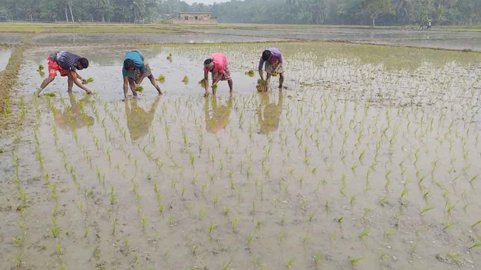 সকাল থেকে বিকেল মাঠে ব্যস্ত কৃষক