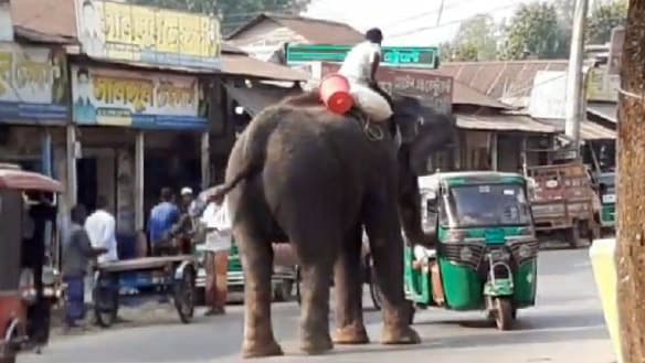 হাতি নিয়ে পথে চাঁদাবাজি