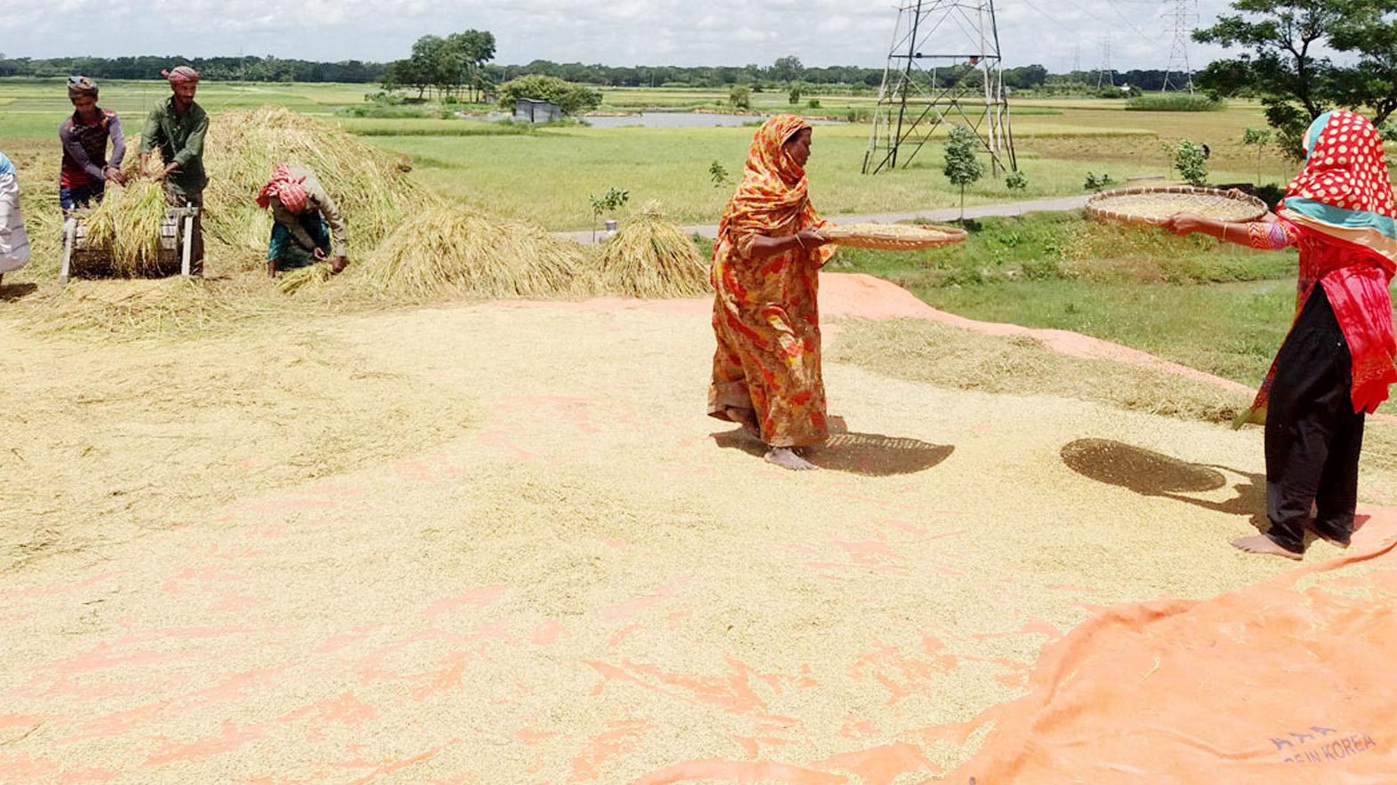 বোরো কাটায় ব্যস্ত কৃষক দামে লোকসানের শঙ্কা