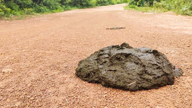 আগৈলঝাড়ায় মহাসড়কে গোবর রাখায় ইউএনওর কাছে অভিযোগ