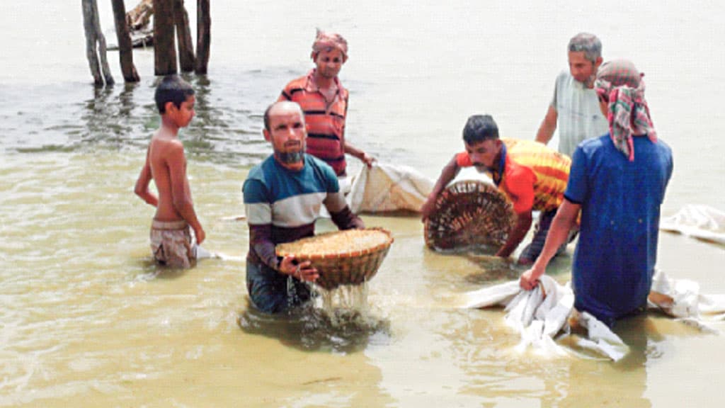 ঢলের পানি  ভাসিয়ে নিল শুকনো ধান