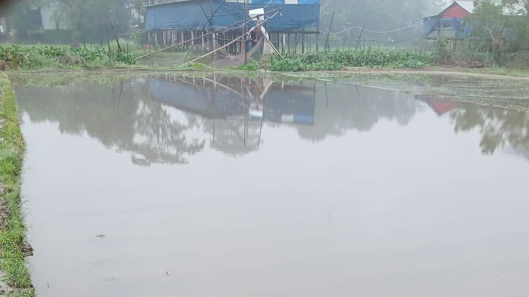 আলু-মরিচের চারা নিয়ে চিন্তা