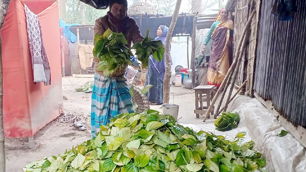 ঘন কুয়াশায় ঝরছে পান পাতা