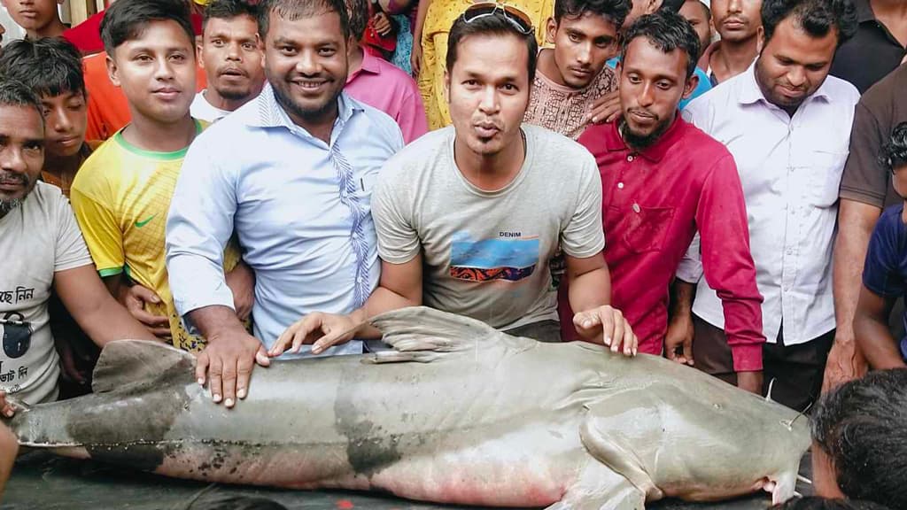 ৭২ কেজির তিস্তার বাগাইড় বিক্রি হলো ৮০ হাজারে