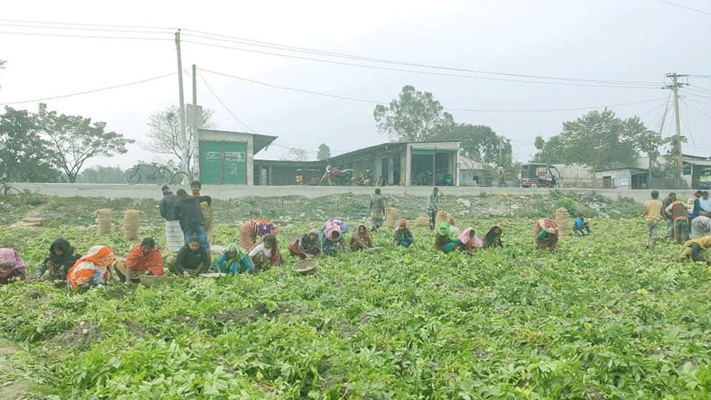 আলুর দাম উৎপাদন খরচের অর্ধেক