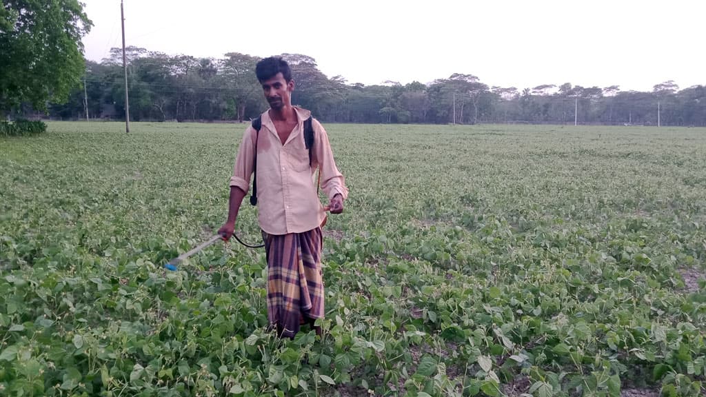 মুগ ডাল চাষে সফলতার  স্বপ্ন দেখছেন চাষিরা