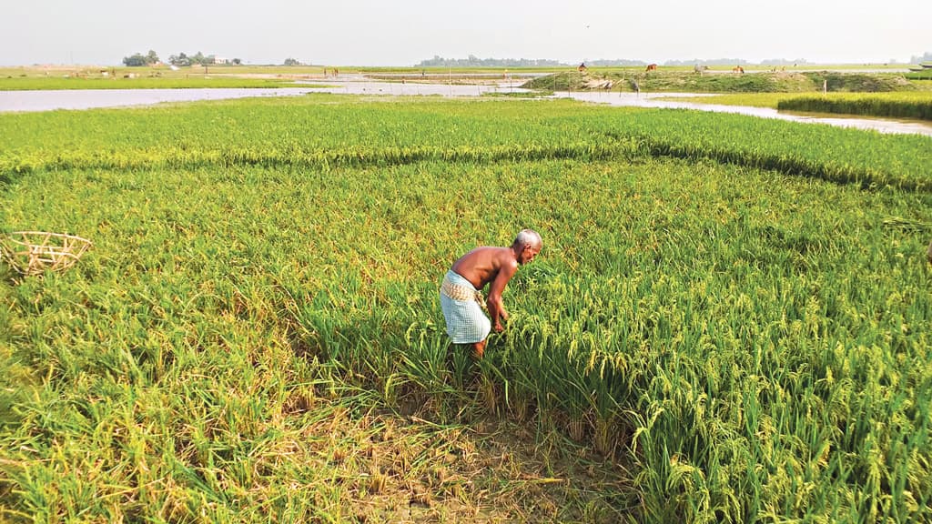 বৃষ্টির ভয়ে আধা পাকা ধান কাটছেন হাওরের কৃষক