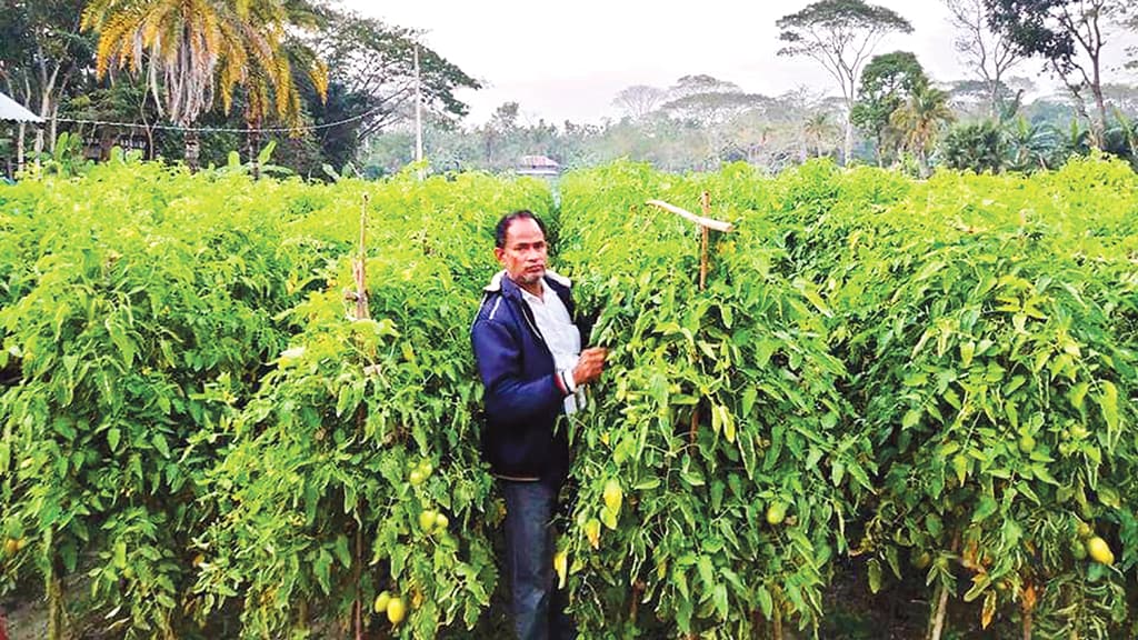 সবজিতে স্বাবলম্বী মকসুদুর