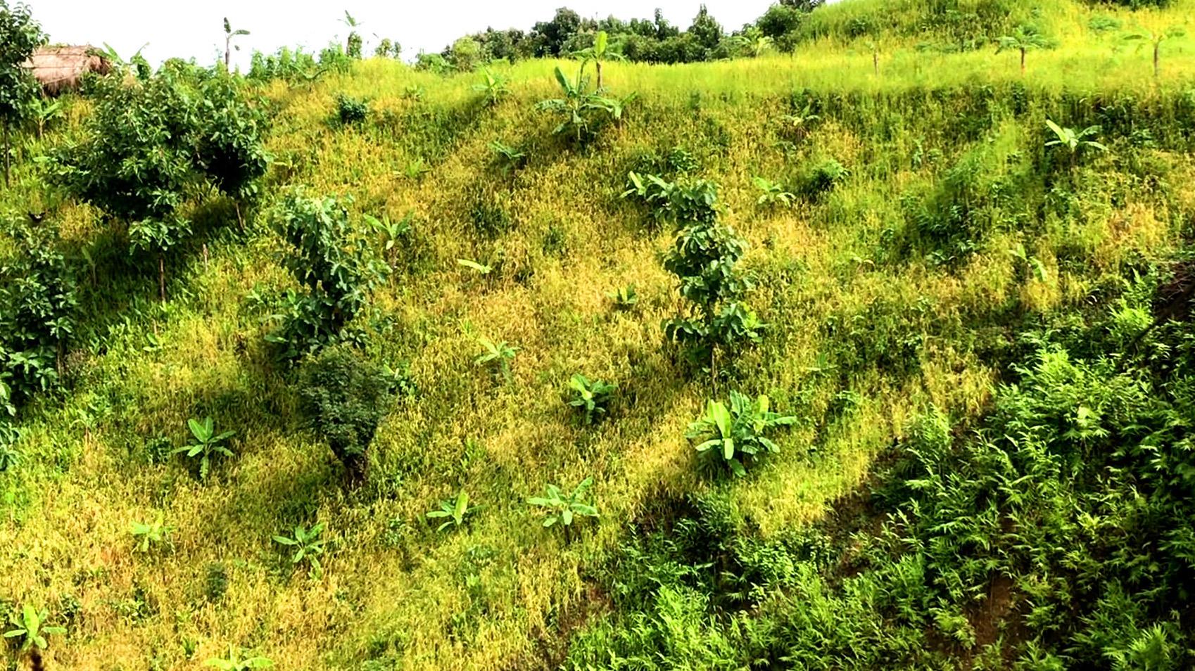 পাহাড়ে জুমিয়াদের মুখে হাসি