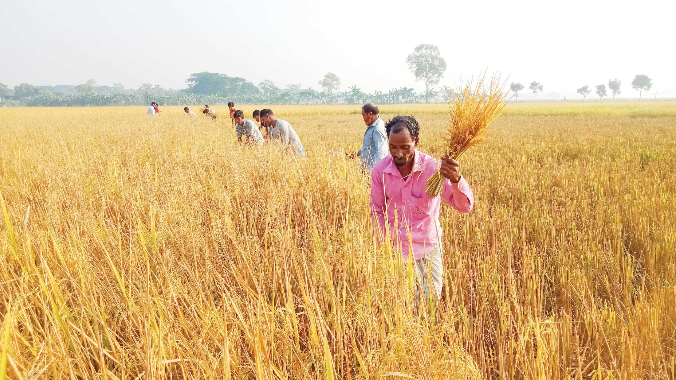 আমন ধানের ফলনে স্বস্তি   দাম নিয়ে শঙ্কায় কৃষক