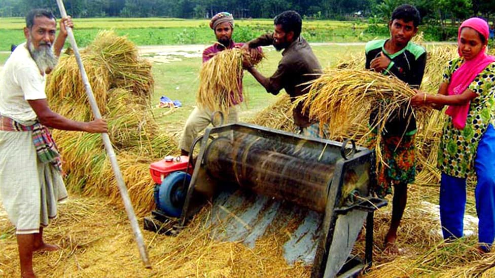 আগাম বোরো ধান কাটা শুরু, কৃষকের মুখে হাসি