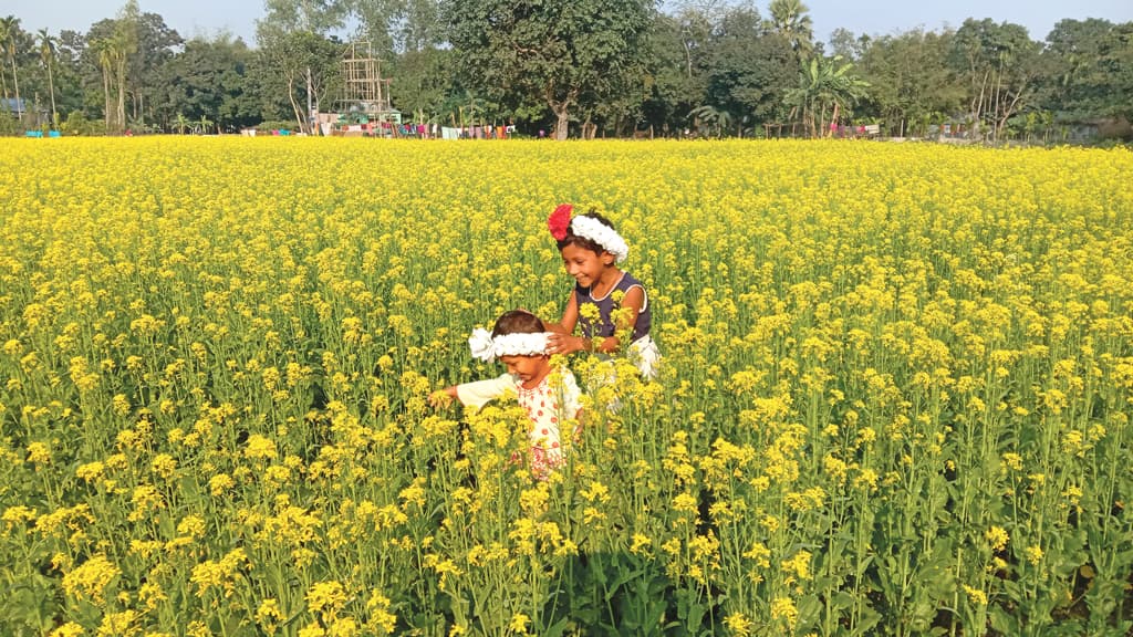 সরিষা ঘিরে কৃষকের স্বপ্ন