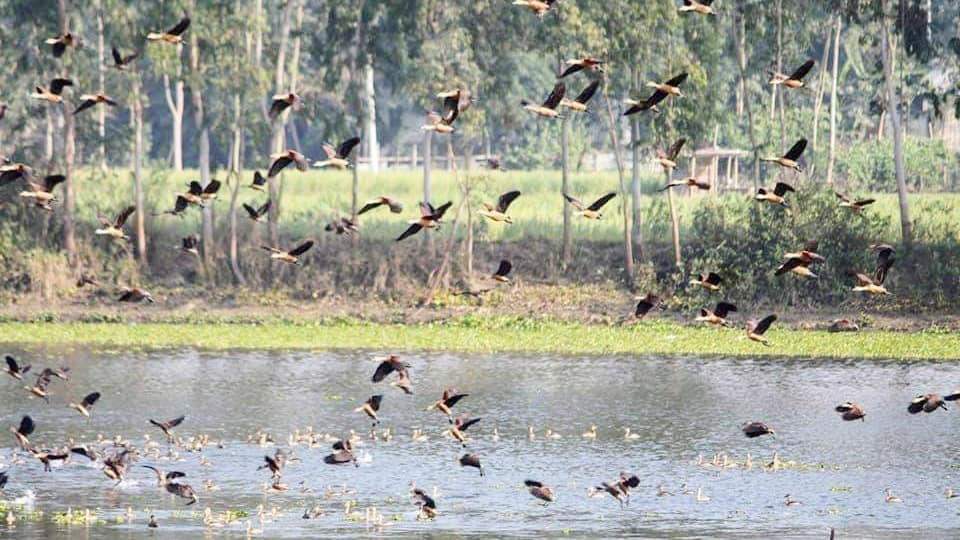 পরিযায়ী পাখির কলরবে মুখরিত করতোয়া নদী