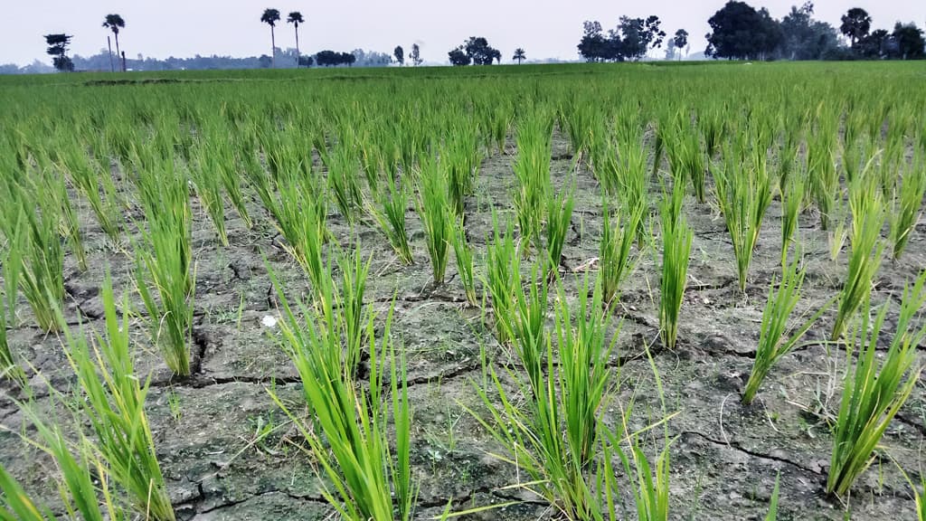 শ্রাবণে চারা রোপণ করে ভাদ্রেও চিন্তার ভাঁজ