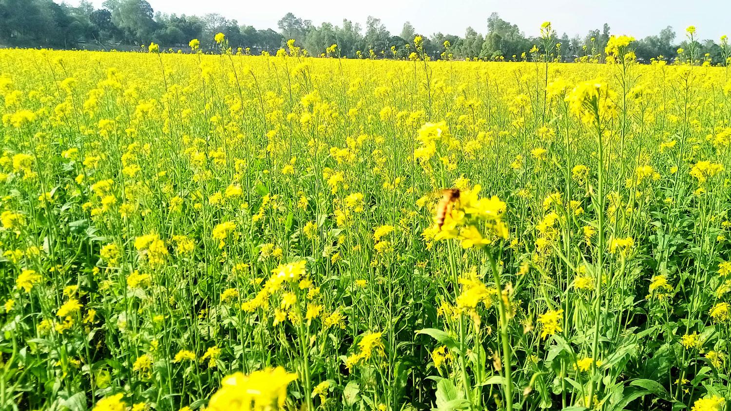 সরিষার ভালো ফলনে কৃষকের মুখে হাসি