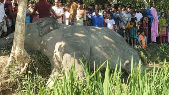 বাঁশখালীতে বন্য হাতির মৃত্যু