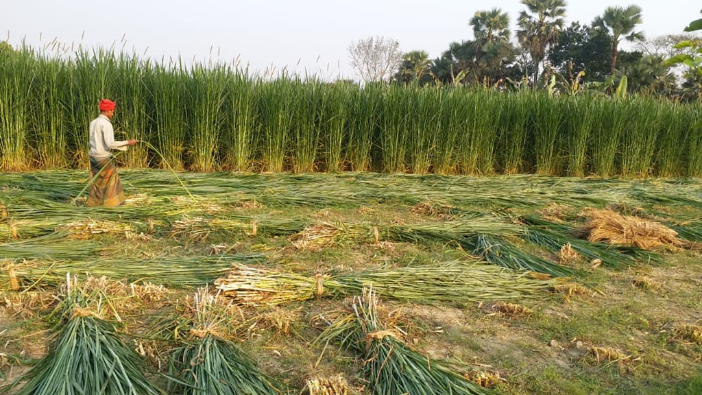 বাণিজ্যিকভাবে ঘাস চাষ করে লাভবান চাষি, সুস্থ গবাদিপশু