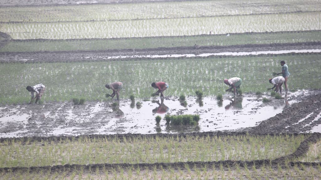 বোরো ধানের চারা রোপণে ব্যস্ত কৃষক