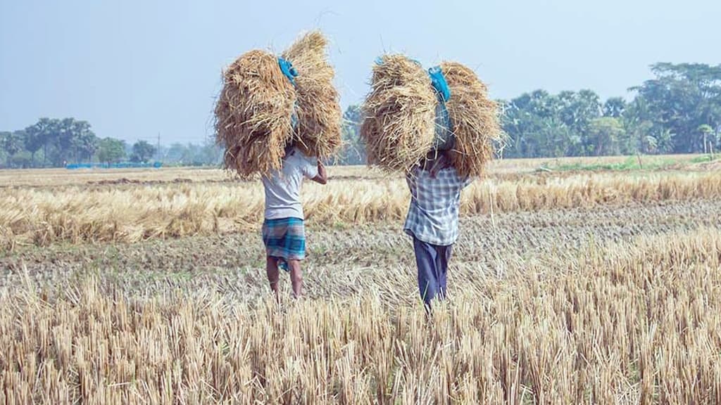 দুর্যোগে ফসল উৎপাদনে বছরে সোয়া ১২ হাজার কোটি ডলারের ক্ষতি