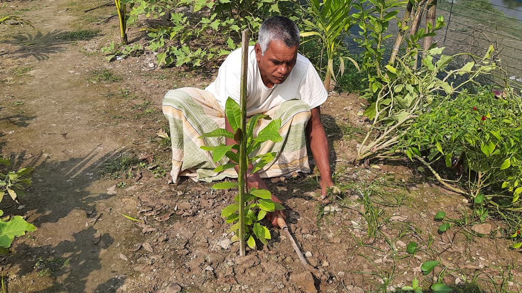 চলনবিলের পলিতে আশা জাগাচ্ছে কাজুবাদাম