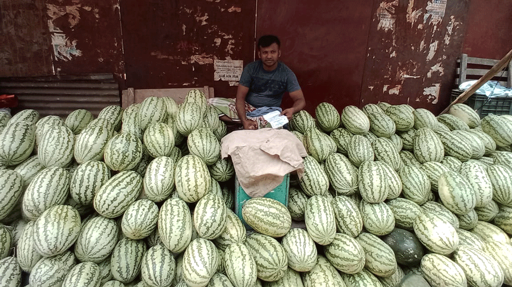 তরমুজ তো নয় যেন ‘সোনার হরিণ’