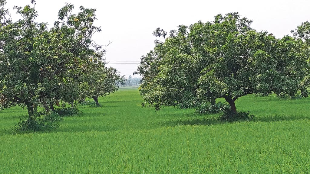 লিচু ও আমের সঙ্গে আমন