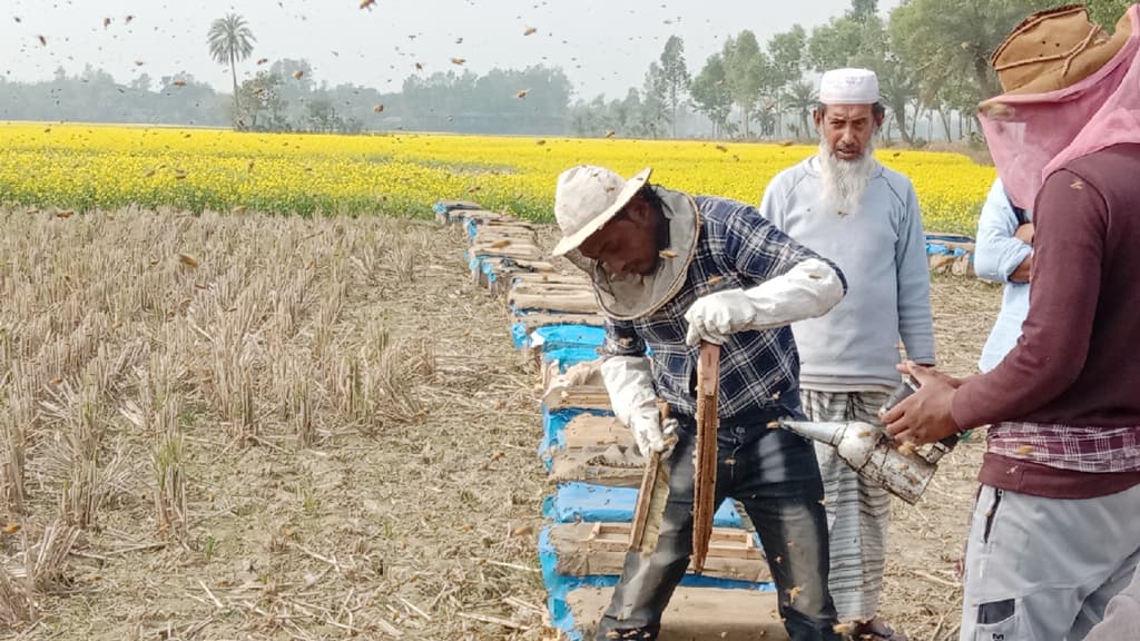 মৌ চাষে স্বাবলম্বী হতে চান তাঁরা