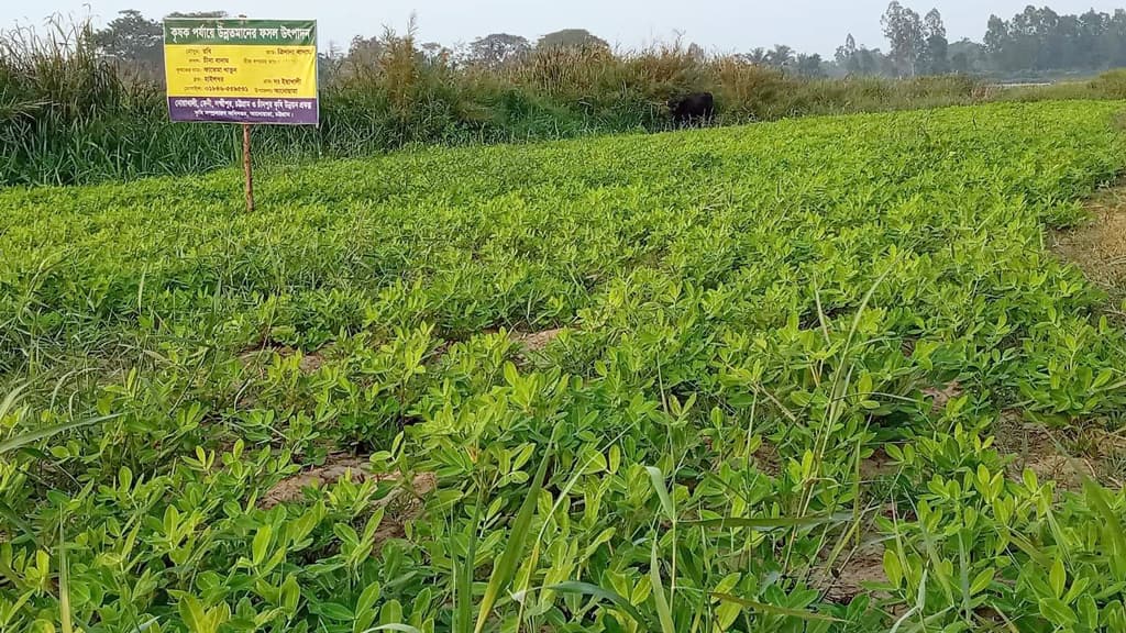 কম ঝুঁকিতে বেশি লাভ বাড়ছে বাদাম চাষ