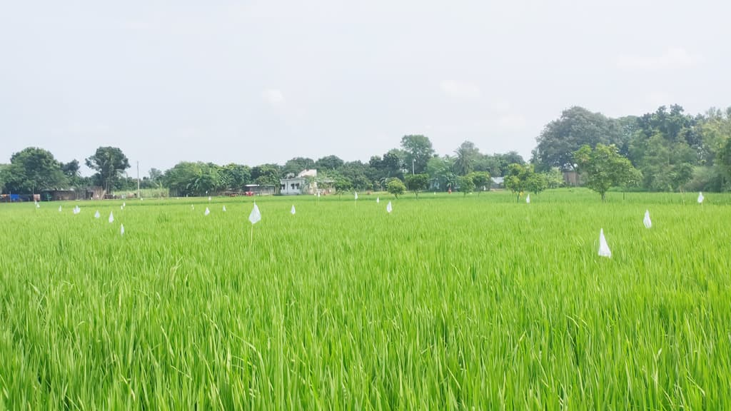 ফসল রক্ষার পলিথিনে জমির উর্বরতা নষ্টের আশঙ্কা