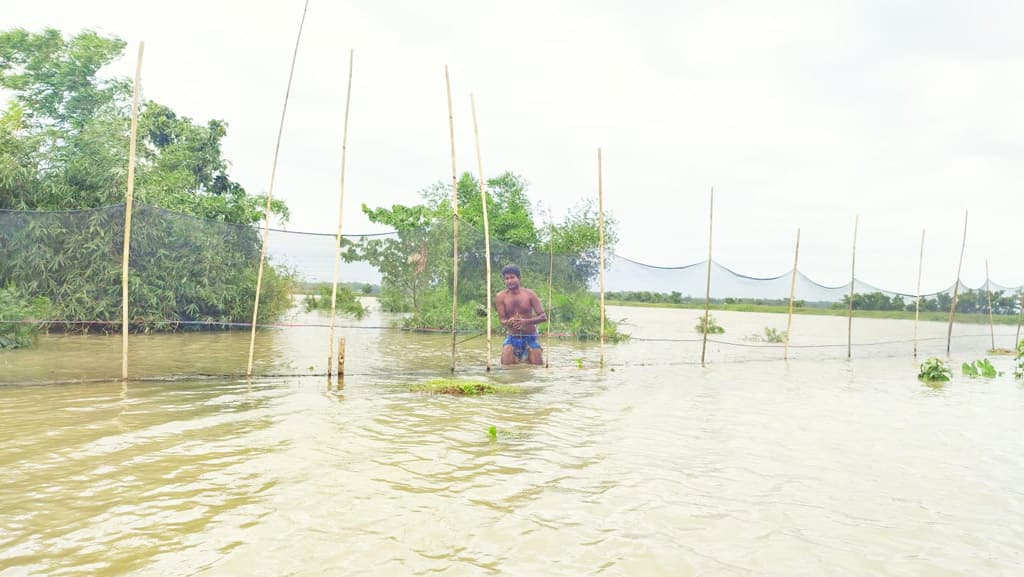 লাখ লাখ টাকার মাছ হারিয়ে সর্বস্বান্ত মাছচাষিরা