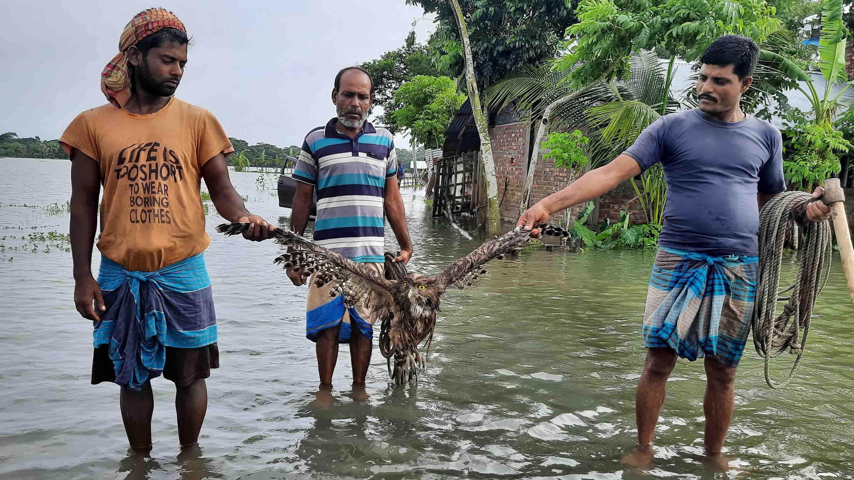 সাংবাদিকের ভালোবাসায় বাঁচল বিলুপ্ত প্রজাতির প্যাঁচার প্রাণ